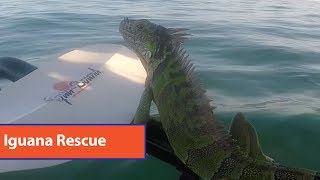 Guy Saves Iguana From Middle of Ocean [upl. by Andrew]