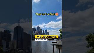 MELBOURNE HELICOPTER TOURS through the City Centre melbourne shorts [upl. by Nerval]