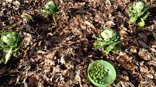 Récolte des Choux De Bruxelles Bio Cueillette têtes pommées dans jardin potager  Bilan de Culture [upl. by Ehc]