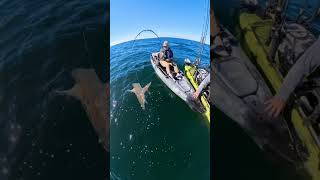 Taxman aka 🦈 shark kayakfishing florida [upl. by Henrietta967]