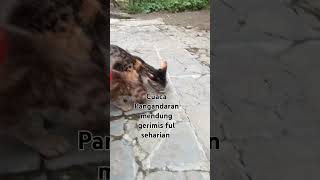 shortsfeed Pangandaran hari ini cuaca kucing [upl. by Pricilla]