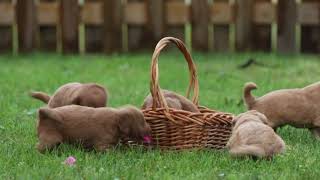 Willow Hill Doodles Carmels Mini Goldendoodle Puppies [upl. by Nerrej]