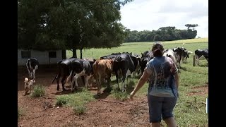 Preço baixo do leite afasta filhos de produtores da pecuária leiteira no RS [upl. by Jala]