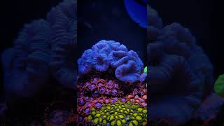 4 Months of Coral Growth [upl. by Nadaba]