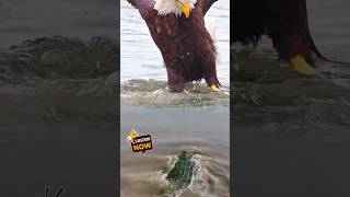 The moment the crocodile ambushed the giant eagle crocodile gianteagle [upl. by Niliram]