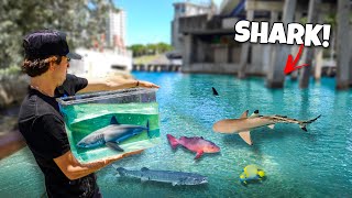 I Found EXOTIC FISH and SHARKS Living UNDER The Bridge catching sharks [upl. by Iah]