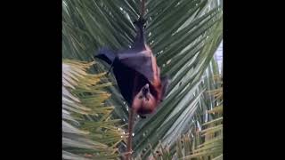 Bat in Mauritius [upl. by Jacinda]