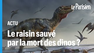 La mort des dinosaures atelle sauvé le raisin et le vin [upl. by Aracat834]