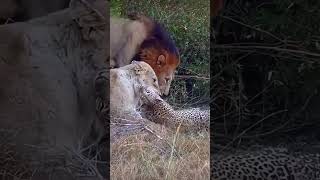 Lions Caught A Leopard🐆😱😳lionhunt leopard wildlion [upl. by Mcmullan]