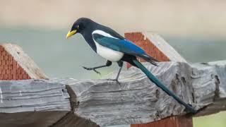 YellowBilled Magpie [upl. by Wright]