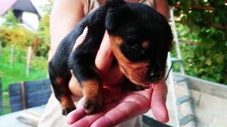 ROTTWEILER PUPPY 5 DAYS OLD TO 12 DAYS OLD [upl. by Cressi558]