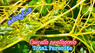 Cuscuta pentagona  Holoparasitic Complete Parasitic Plant [upl. by Sokim]