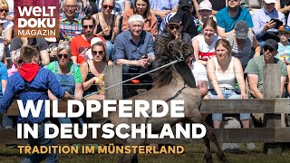 WILDPFERDE IN DEUTSCHLAND Tradition und Adrenalin beim Wildpferdefang im Münsterland  WELT Magazin [upl. by Laina]