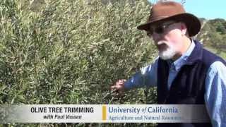 Pilot Video Pruning a Medium Density Olive Tree [upl. by Asseram]