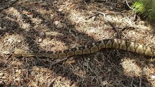 Rattlesnake in the Trail [upl. by Htyderem]