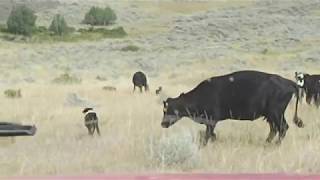 Rockin KR McNabs dogs working cattle Part Two [upl. by Kosse]