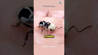 Panda Ant ⚠️ Cute but Painful Sting shorts pandaant animalfacts wildlife [upl. by Ailat]