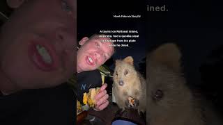 Adorable Quokka Joins Man for Dinner [upl. by Glennie]