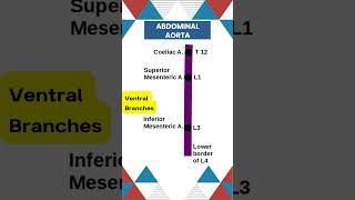 Abdominal aorta branches neetpg surgicaleducation medicalstudent doctor anatomyclass [upl. by Nozicka]