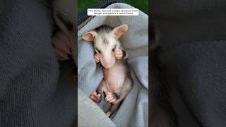 This family rescued a baby opossum from danger and gave it a warm home animalshorts [upl. by Eelymmij]