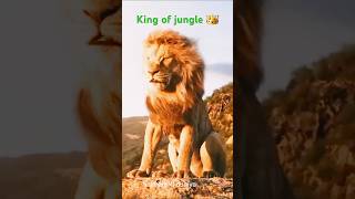 Lion Attitude The Jungles Most Powerful Mentality [upl. by Mallory406]