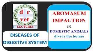 Abomasum Impaction in cattle Video by drvet [upl. by Roos]