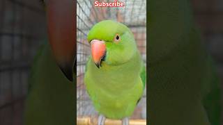 Parrot video short voice viral talkingparrot parrot birds funny Parrotkingchandan [upl. by Girard]