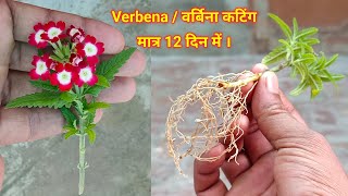 Verbena  वर्बीना कटिंग कैसे लगायें  वर्बीना कटिंग लगाने का तरीका  Verbena Plant Grow From Cutting [upl. by Anaujit]