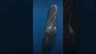 Sperm Whale Sound awesomeearth underwaterlife oceanlife spermwhale whale sound [upl. by Det]