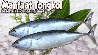 MENAKJUBKAN  INILAH 10 MANFAAT IKAN TONGKOL BAGI KESEHATAN [upl. by Mart]