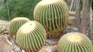 Der Kakteengarten im Botanischen Garten Berlin Dahlem [upl. by Aytnahs552]