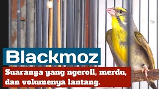 Inilah Blackmoz Burung Silangan Blackthroat Dengan Mozambik [upl. by Amahcen980]