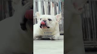 How to potty train a french bulldog puppy [upl. by Alieka103]