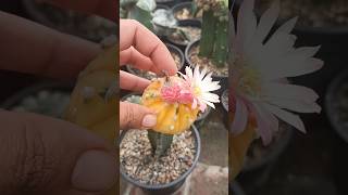 Astrophytum Asterius Seeds Pod not ready to harvest [upl. by Sirron]