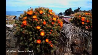 quotFLOR DE CACTUSquot Los Huaycheños [upl. by Jaella947]