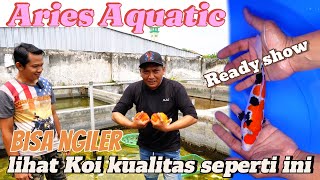 Bisa ngiler ni‼️ada yang siap untuk turun ke arena Koi show ikut di paketin‼️Review harga [upl. by Zulaledairam]