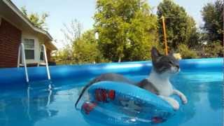 cat swiming and floating in pool  GoPro Hero [upl. by Searby45]