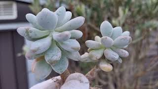 Pachyphytum cv Frevel [upl. by Eronel]