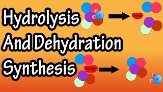 Dehydration Synthesis And Hydrolysis  What Is Anabolism  What Is Catabolism [upl. by Nehtan643]