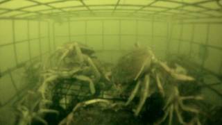 Crabs Gone Wild Coos Bay Oregon November 25th 2011 Gopro video in 1080P HD [upl. by Noillimaxam]