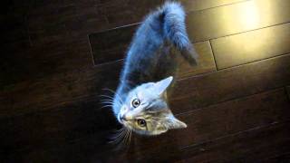 Trink A Grey Domestic Shorthair Kittens Adorable Meow and Long Tail [upl. by Kcirdnek]