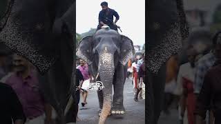 Thiruvambadi lakshmi തിരുവമ്പാടി ലക്ഷ്മി aana pooram elephant [upl. by Koehler25]