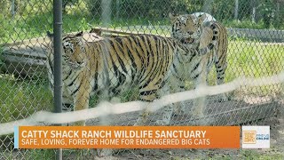 Catty Shack Home for Endangered Big Cats [upl. by Cibis]