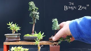 Creating More Tiny Trees The Bonsai Zone May 2023 [upl. by Leiso]