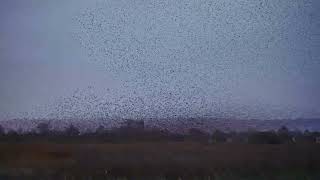 Starlings 31st Oct Film Look Edit and Topaz [upl. by Sanjay456]