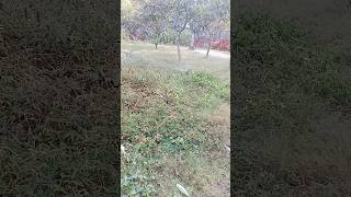 गार्डन मे पाणी देने का आसान तरीका how to watering in garden garden watering satisfying shorts [upl. by January290]