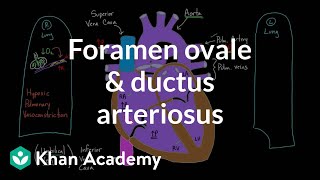 Foramen ovale and ductus arteriosus  Circulatory system physiology  NCLEXRN  Khan Academy [upl. by Nahoj959]