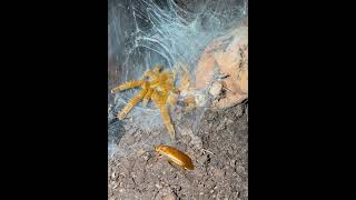 Young orange baboon tarantula juvenile Pterinochilus murinus speed [upl. by Naid742]