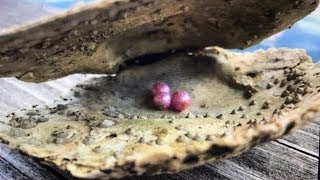 Real Bright Pink Pearl Discovery Found In the Ocean [upl. by Naxela]