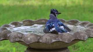 Blue Jay Bird Bath [upl. by Aiuqes]